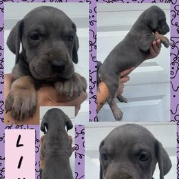 Linen - Blue female Great Dane puppy in Wellsville, New York from Prophecy Danes