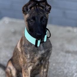 Rami - Black brindle female Dutch Shepherd puppy in Clarksville, Tennessee from Vuurhart Herders