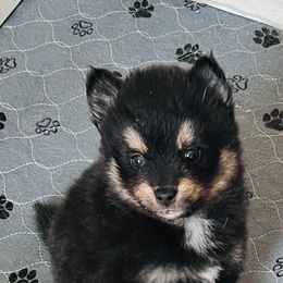 Jac - Black male Pomsky puppy in Sacramento, California from 916 Pomskies