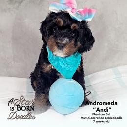 Andi: Breeder's dream 51.6 Bernese FF EE BB ATAT KYKY SS  9 out of 10 intensity - Phantom female Bernedoodle puppy in Jackson, Michigan from A Star is Born Doodles