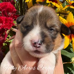 Tortellini - Sable male Pembroke Welsh Corgi puppy in White Hall, Maryland from Folly Acres Corgis