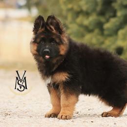 Blitzen - Black and red male German Shepherd puppy in Herriman, Utah from VMS Shepherds