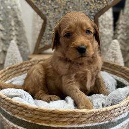 Lucy (Light Pink Collar) - Red  female Goldendoodle puppy in Bay City, Texas from Charming Doods