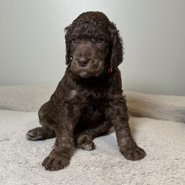 Clover (Red Collar) - Phantom female Poodle puppy in Monroeville, Pennsylvania from K & A Standard Poodles