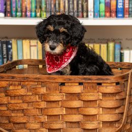 Bernedoodle and Cavapoo Puppies from Positively Doodles