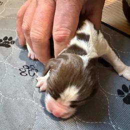 Boy 3 - Liver and white male English Springer Spaniel puppy in Findlay, Ohio from Flag City Springers