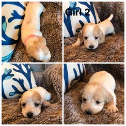 AKC girl 2 - Piebald female Dachshund puppy in Bolivar Peninsula, Texas from A and G Dachsunds