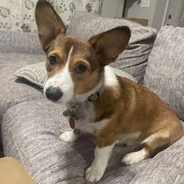 Chalupa - Pembroke Welsh Corgi