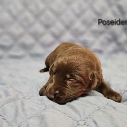 Labrador Retriever Puppies from Hicks Family Homestead