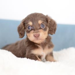 Jello -- FULL AKC cream - Chocolate and cream male Dachshund puppy in Neosho, Missouri from A Walk In The Park