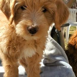 Aussiedoodle Puppies from Color Country Doodles