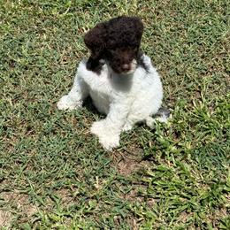 Annie - Parti female Goldendoodle puppy in Ashford, Alabama from Blue Collar Kennel