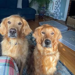 Golden Retriever All Grown Up from Weaver Dairy Goldens
