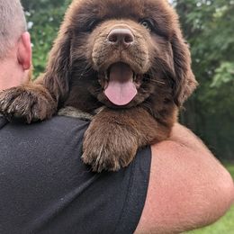 Newfoundland Puppies from K & L Ranch