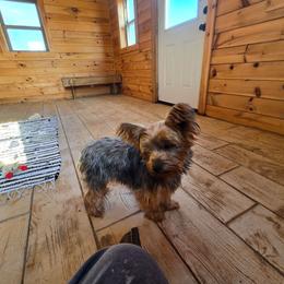 Sherry - Black and gold female Yorkshire Terrier puppy in Mountain Grove, Missouri from Precious Puppies