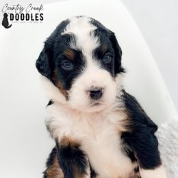 Jordan - Tri-color male Bernedoodle puppy in Tipton, Indiana from Country Creek Doodles