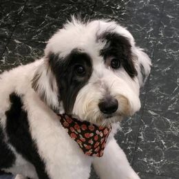 Estella - Sheepadoodle