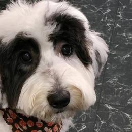 Estella - Sheepadoodle