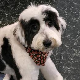 Estella - Sheepadoodle