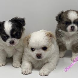Chihuahua Puppies from Kiara's AKC Chihuahuas of Michigan