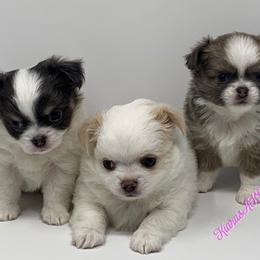 Chihuahua Puppies from Kiara's AKC Chihuahuas of Michigan