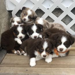 Miniature American Shepherd Puppies from All That Auss Mini Aussies