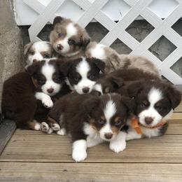 Miniature American Shepherd Puppies from All That Auss Mini Aussies