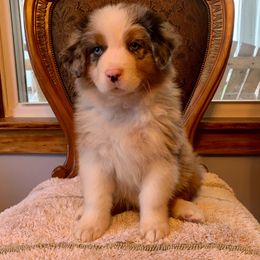 Australian Shepherd Puppies from Heartland Aussies