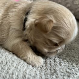 Maltese, Pomeranian, Shih Tzu, and Yorkshire Terrier Puppies from Gibbs Gorgeous Paws LLC