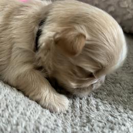 Maltese, Pomeranian, Shih Tzu, and Yorkshire Terrier Puppies from Gibbs Gorgeous Paws LLC