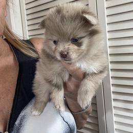Sweet Potato Pie - Chocolate merle female Pomeranian puppy in Avon Park, Florida from Mariska's Pomeranians
