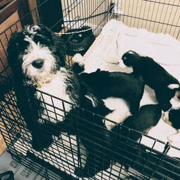 Bernedoodle and Double Doodle Puppies from Cloud Nine Doodles