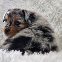 KB.BMF2 - Blue merle female Miniature Australian Shepherd puppy in Deer Lodge, Tennessee from KSH Aussie Haven