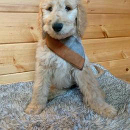 Goldendoodle Puppies from Lundee Doodles