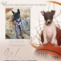 American Hairless Terrier puppies from Wilsong AHT