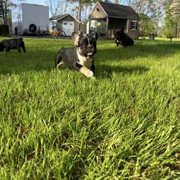 French Bulldog Puppies from Black Water Frenchies