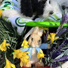 Bernedoodle Puppies from Doodles & Spice