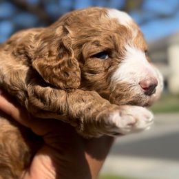 Peppermint Promise - Red  female Poodle puppy in Corona, California from Garden Of Poodles