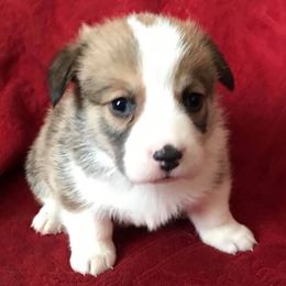 Pembroke Welsh Corgi Puppies from Bluebonnet TLC Kennels