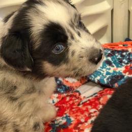 Bunker - Blue merle male Toy Australian Shepherd puppy in Nemo, Texas from Fairway Furries