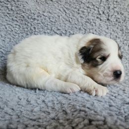 Loki - Red Collar - White and badger male Great Pyrenees puppy in Monmouth, Maine from Flewelling Great Pyrenees