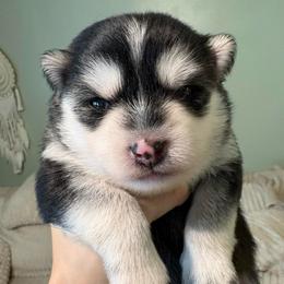 Cosmo - Black and white male Pomsky puppy in Valparaiso, Indiana from Valparaiso Pomskys