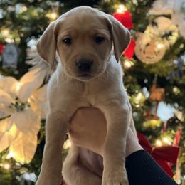 Labrador Retriever Puppies from Sun Ridge Labradors