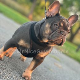 DG - French Bulldog