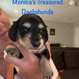 Bear - Black and cream male Dachshund puppy in Humble, Texas from Monica’s Treasured Dachshunds