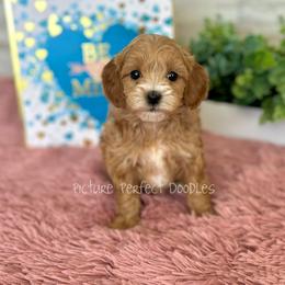 Pink collar - Apricot female Cavapoo puppy in St George, Utah from Picture Perfect Doodles