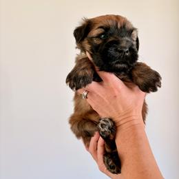Mr Silver - Wheaten male Soft Coated Wheaten Terrier puppy in Fowler, Ohio from Warzalas wheatens