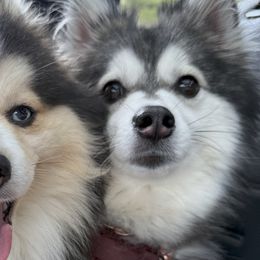Pomskies from waxhaw pomskys