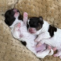 Havanese and Havapoo Puppies from Happytailspuppies