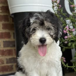 Girl 1 - Blue gray and white female Sheepadoodle puppy in Inman, South Carolina from Mossy Doodles LLC